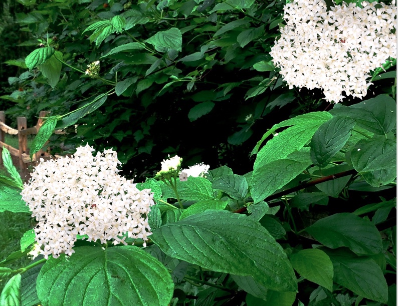 White flowers