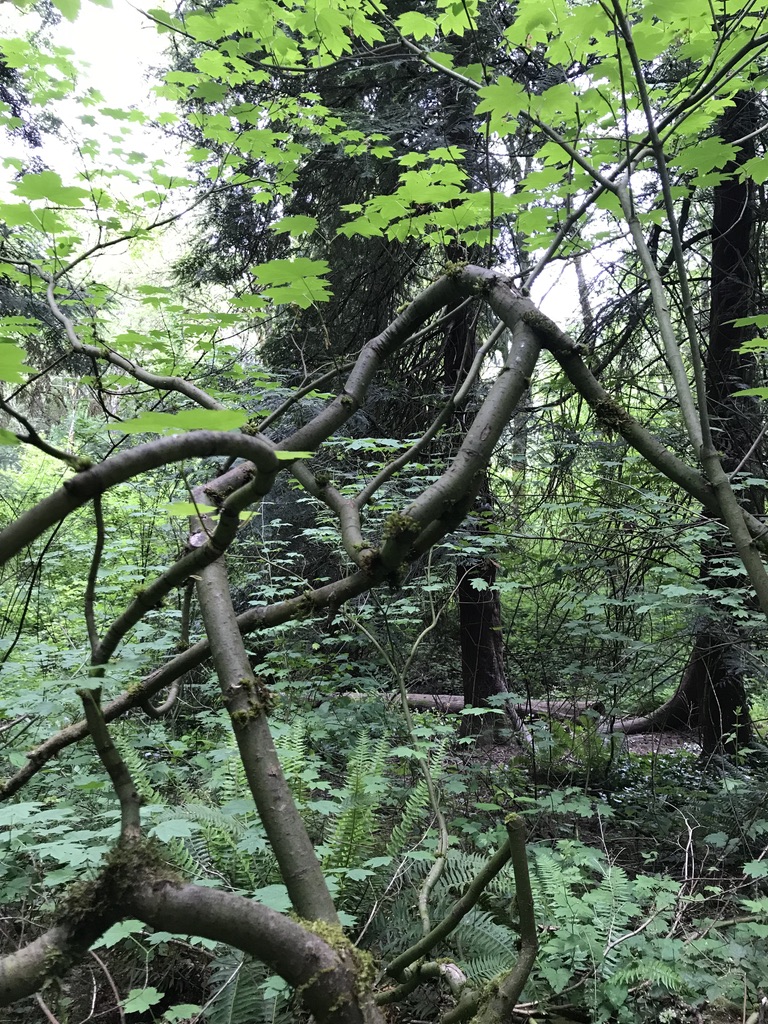 Tangle of tree limbs