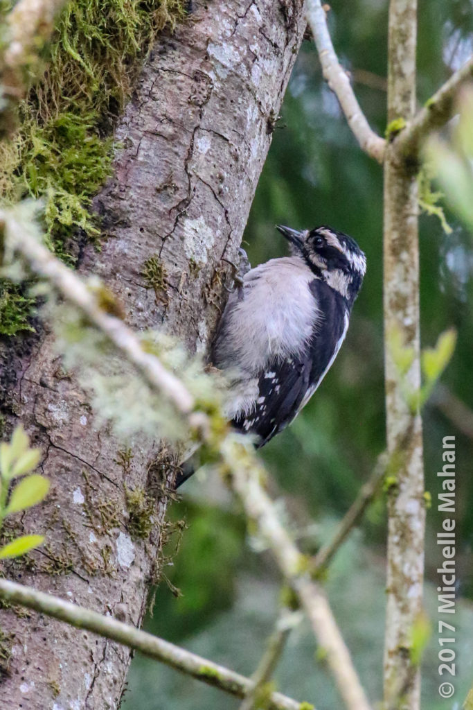 small woodpecker