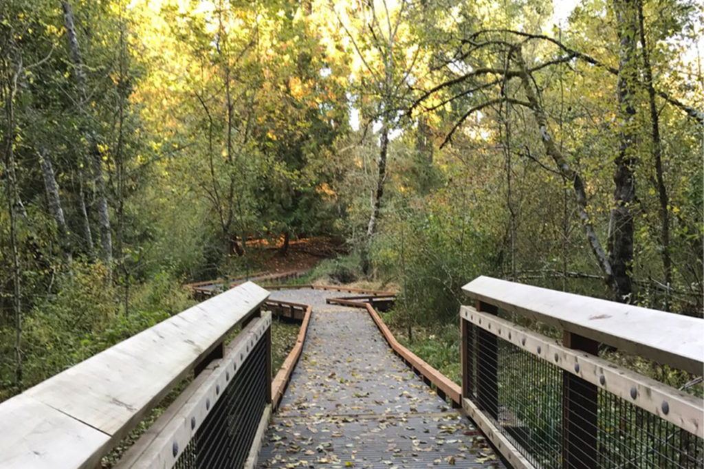 Boardwalk through wetland