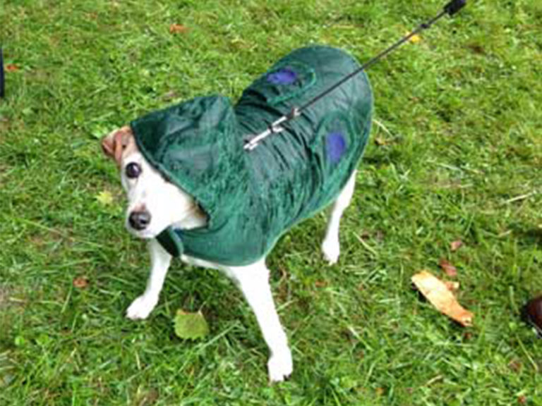 Arf in the Park dog in raincoat